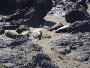 Elephant_Seals